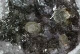 Las Choyas Coconut Geode Half with Quartz & Calcite - Mexico #145849-1